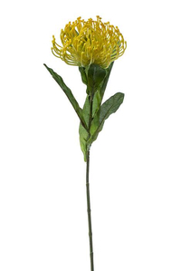 26" OPEN NEEDLE PROTEA YELLOW