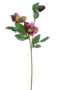 22" HELLEBORUS SPRAY VINE