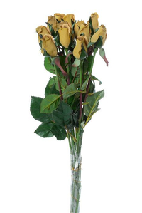 23" PLANTERS ROSE BUD SAFFRON PKG/12