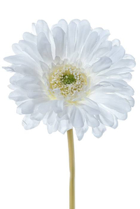 9" SILK GERBERA DAISY STEM CREAM PKG/12