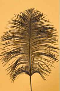 12"-14" OSTRICH FEATHER BLACK PKG/12