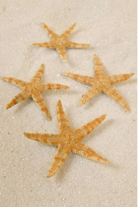 STARFISH NATURAL PKG/100 APPROXIMATELY