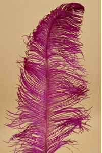 18"-22" OSTRICH FEATHER FUCHSIA PKG/12