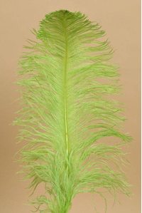 18"-22" OSTRICH FEATHER LIME PKG/12