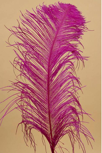 14"-16" OSTRICH FEATHER FUSHIA PKG/12