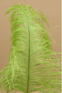 14"-16" SINGLE OSTRICH FEATHER LIME GREEN