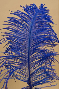 14"-16" OSTRICH FEATHER ROYAL BLUE PKG/12