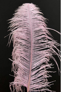 14"-16" OSTRICH FEATHER HOT PINK PKG/12