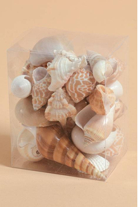 LARGE SEA-SHELL MIXED NATURAL PKG/1LB