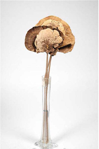 SPONGE MUSHROOM/STEM NAT EA