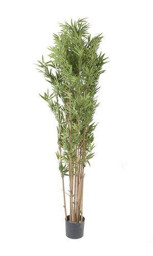5FT JAPANESE BAMBOO TREE IN POT GREEN