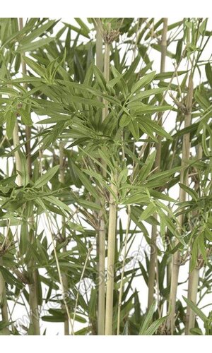 6FT JAPANESE BAMBOO TREE IN POT GREEN