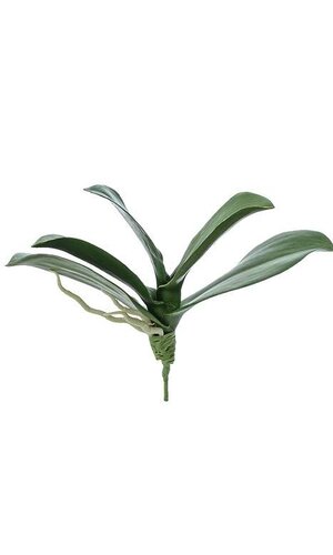 10" PHALAENOPSIS LEAF PLANT GREEN
