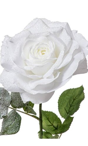 26.5" ROSE WHITE