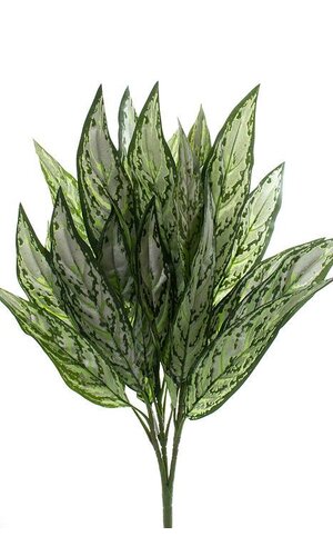 26" SILVER QUEEN PLANT LEAVES GREEN TWO TONES