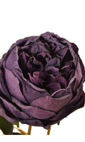 24.5" Cottage Rose Spray Purple