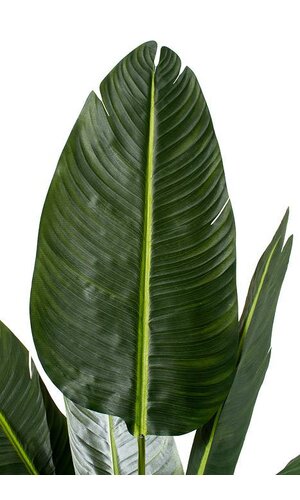 5FT POTTED TRAVELLERS PALM TREE GREEN