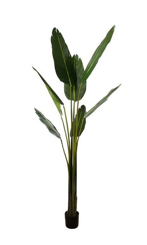 7FT POTTED TRAVELLERS PALM TREE GREEN