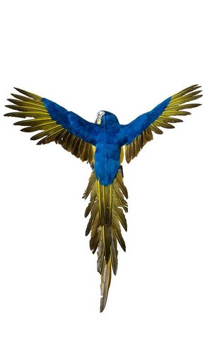 26" FEATHER FLYING MACAU ROYAL BLUE/YELLOW
