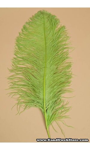 18"-22" OSTRICH FEATHER LIME PKG/12