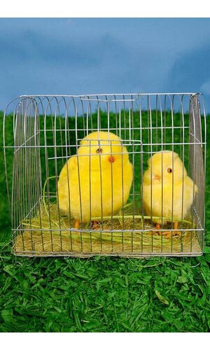 7/9" CHICK IN CAGE YELLOW/GREEN