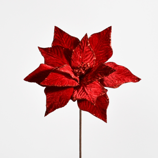 Poinsettias & Other Holiday Flowers