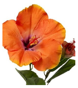 Orange Flowers