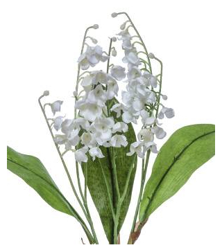 Lily of the Valley