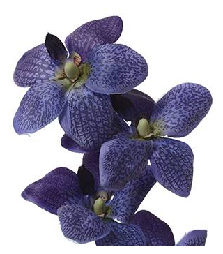 Silk Orchids - GandGwebStore.com