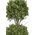 5FT TRIPLE BALL BOXWOOD TOPIARY TREE IN POT GREEN