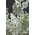 21" PLASTIC GLITTER MUGWORT LEAF SPRAY GREEN/WHITE