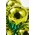 30MM GLOSS GLASS BALL ORNAMENT APPLE GREEN PKG/72