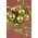 7" PLASTIC BALL & GLITTERED BERRIES FERN PICK GOLD/GREEN PKG/12