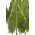 28" CALLA LILY LEAF BUSH GREEN
