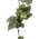 6FT FROSTED GRAPE IVY GARLAND GREEN