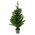 3FT X 23" IMPERIAL PINE TREE  IN POT GREEN