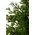 46" GALVANIZE POTTED STANDARD CEDAR TREE NATURAL/GREEN