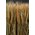 23.5" WHEAT/GRASS/TWIG STAND NATURAL