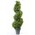 36" BOXWOOD SPIRAL TOPIARY GREEN