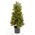 30" PINE CONE TOPIARY GREEN