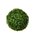14" BOXWOOD BALL GREEN