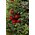 18" RED BERRY/FROSTED BOXWOOD CONE TREE FROSTED RED/GREEN