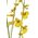 48'' ORCHID STEM YELLOW