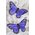 3" FEATHER BUTTERFLY W/WIRE ATTACHED PURPLE PKG/12