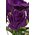16" Printing Rose Bush Purple