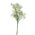 26" GYPSOPHILA SPRAY CREAM PKG/3