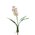 36" ORCHID CATTLEYA PLANT WHITE