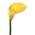 LARGE ARTIFICIAL CALLA LILY YELLOW EA.