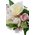 11" PEONY/ROSE/LILAC BOUQUET PINK/CREAM