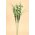 21" STAR SPRAY GREEN PKG/12
